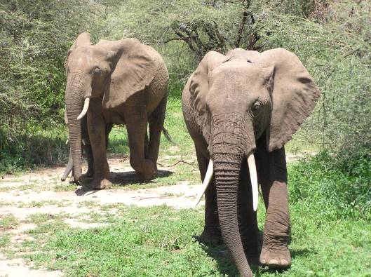 elefanter i Lake Manyara
