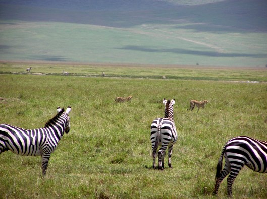 geparder på zebrajakt