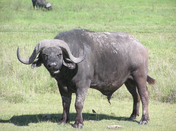 Ett av savannens farligaste djur - afrikanska buffeln