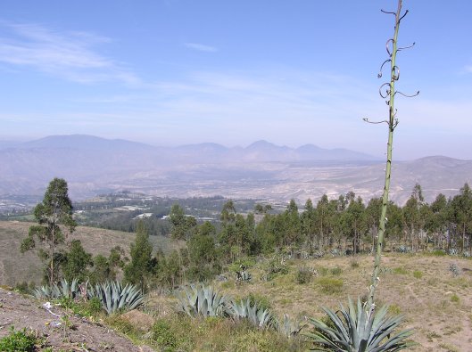 I bergslandskapen norr om Quito växer agaven vilt. 