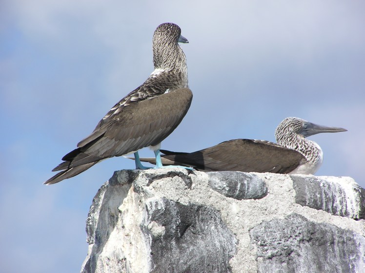 Endemiska blue-footed boobie