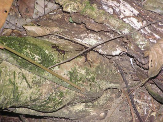 Den fruktade conga-myran