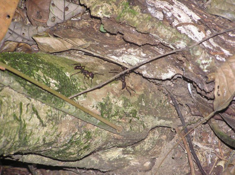 Den fruktade conga-myran