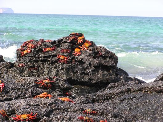 Krabbor på lavaberg