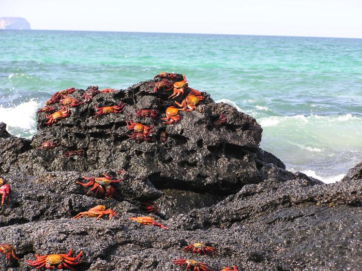 Krabbor på lavaberg