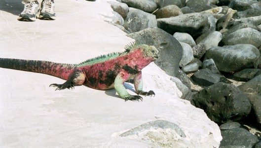 På ena ön är leguanerna gul-gröna, på en annan svarta och på en tredje röd-gröna. 