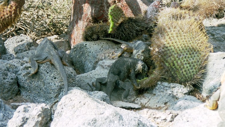 leguaner kakar kaktus