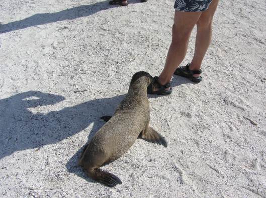 Närkontakt med sjölejon