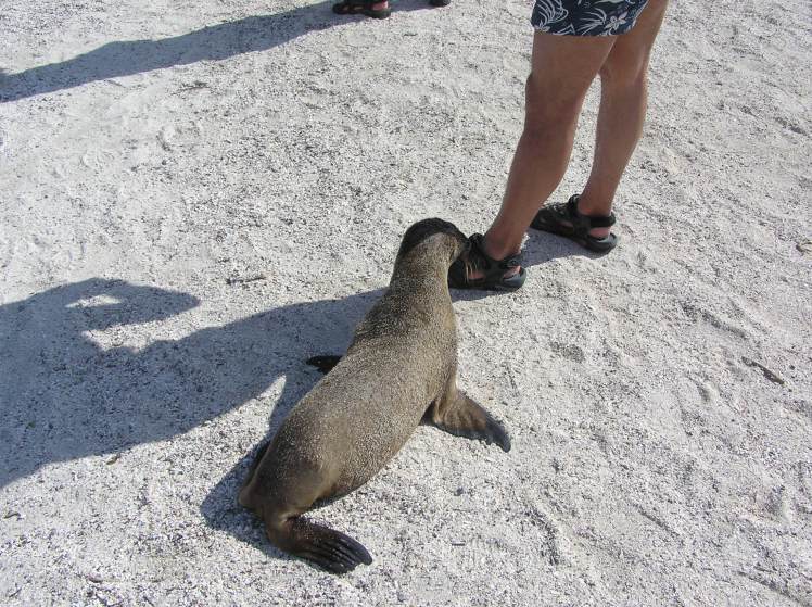 Närkontakt med sjölejon