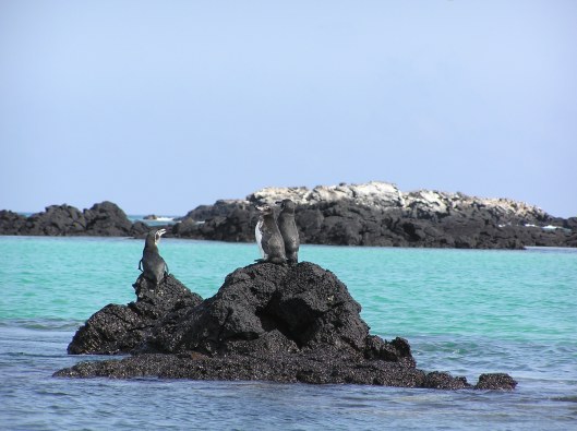 Galapagos är den enda platsen norr om ekvatorn där det finns pingviner. 
