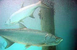 250px-Atlantic_tarpon