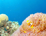 greatbarrierreef1