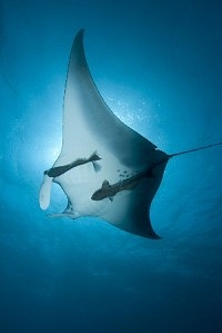 manta
