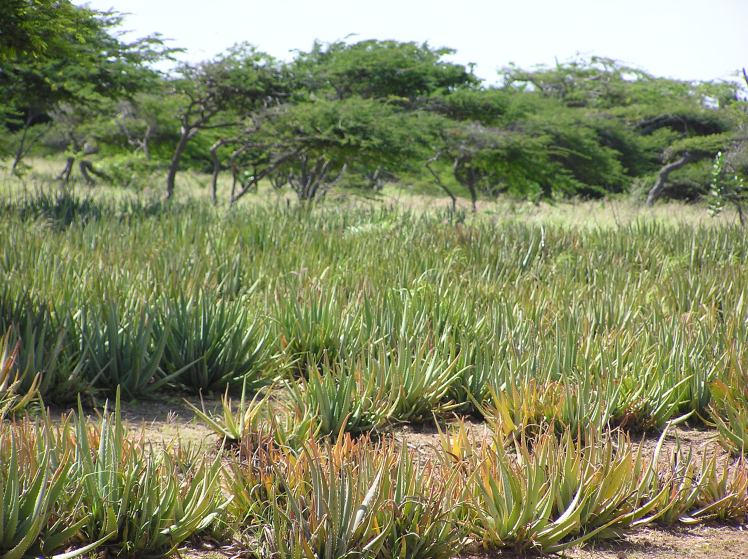 aloe vera-plantage