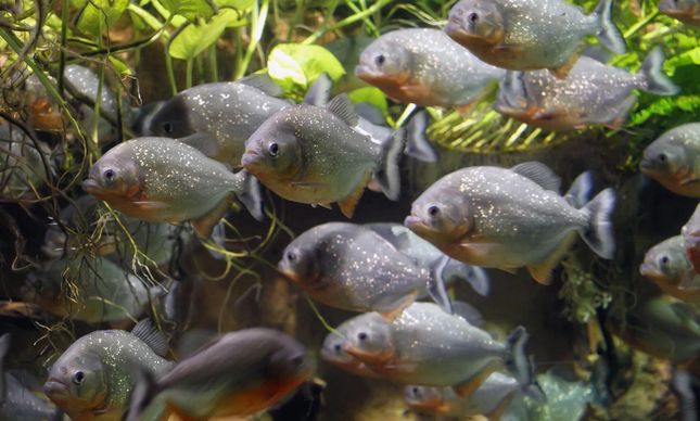 Foto från Vagabonds hemsida