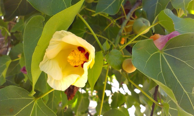 Trädet ovan hyser denna blomma. En växt som jag har i kruka inomhus hemma och som växter så det knakar. Nu förstår jag varthän det barkar. Tur vi har högt i tak...