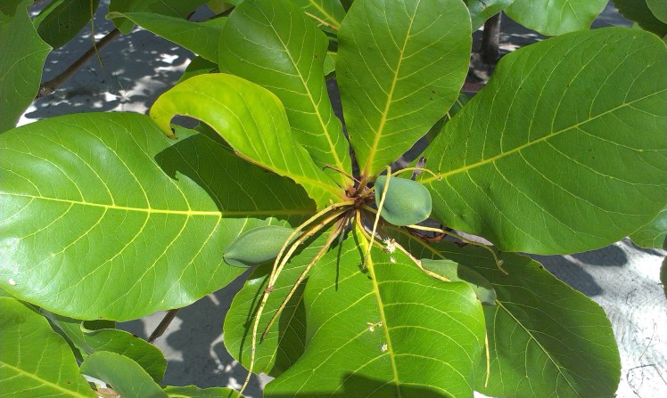 Mandelträd. Jättefina att ligga under i skuggan.