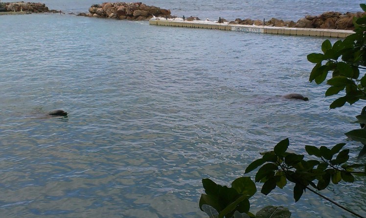 Delfinerna värmer upp inför vårt möte