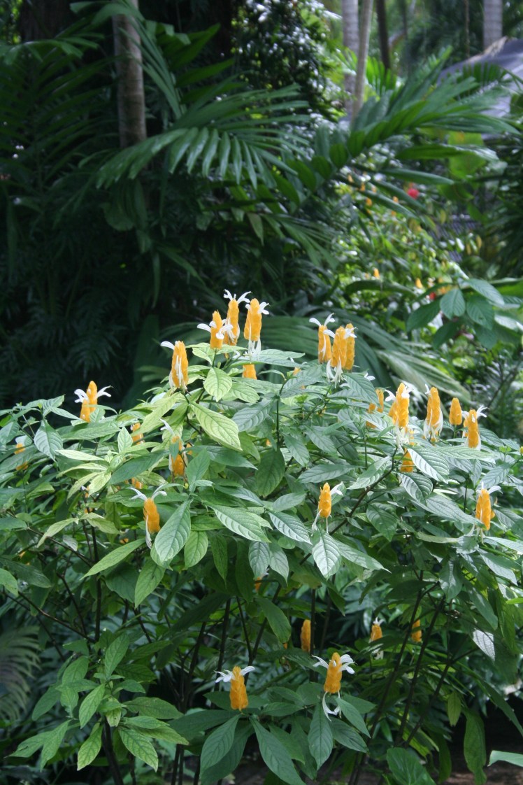 En av alla ingefära-sorter på Coyaba