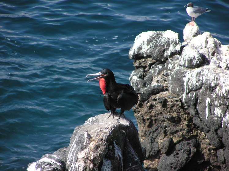 Fregattfågel, Galapagos