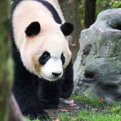 Foto: Allan Carlson, WWF