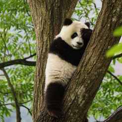 Foto: Allan Carlson, WWF