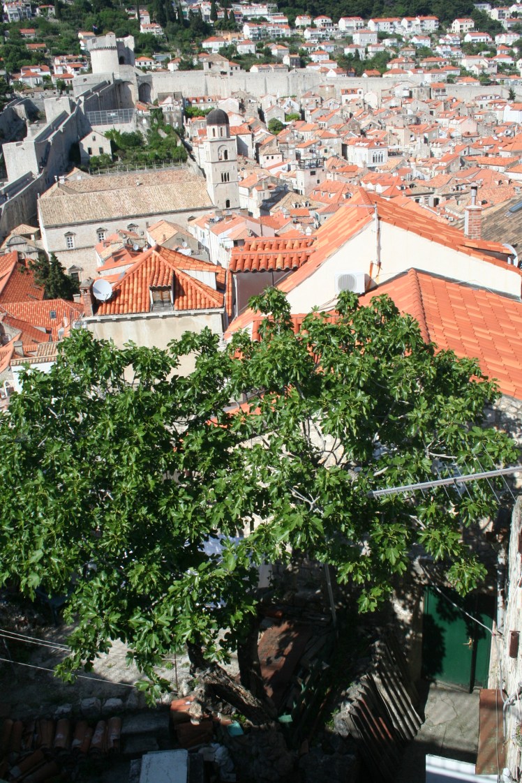 Vem vill inte ha ett fikonträd på sin innergård?